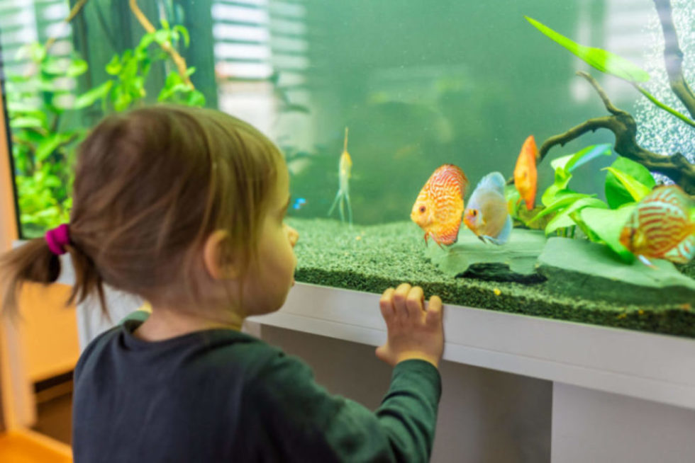 A little girl stands in front of a fish tank to see the fish.