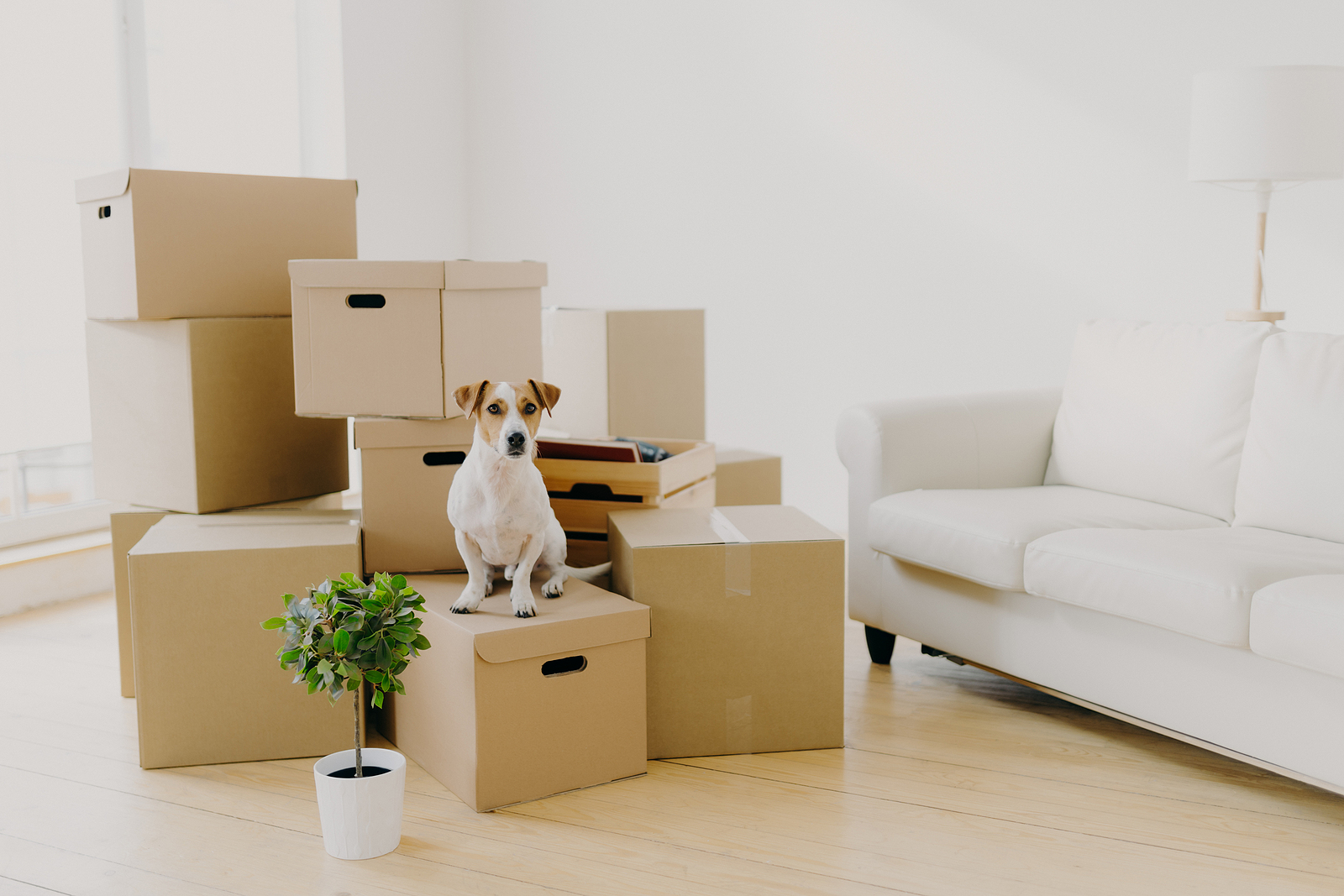 A dog sits on a pile of moving boxes next to a white couch.
